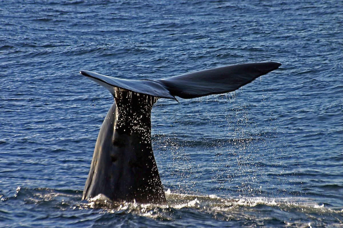 Humpback Whale diving in New Zealand