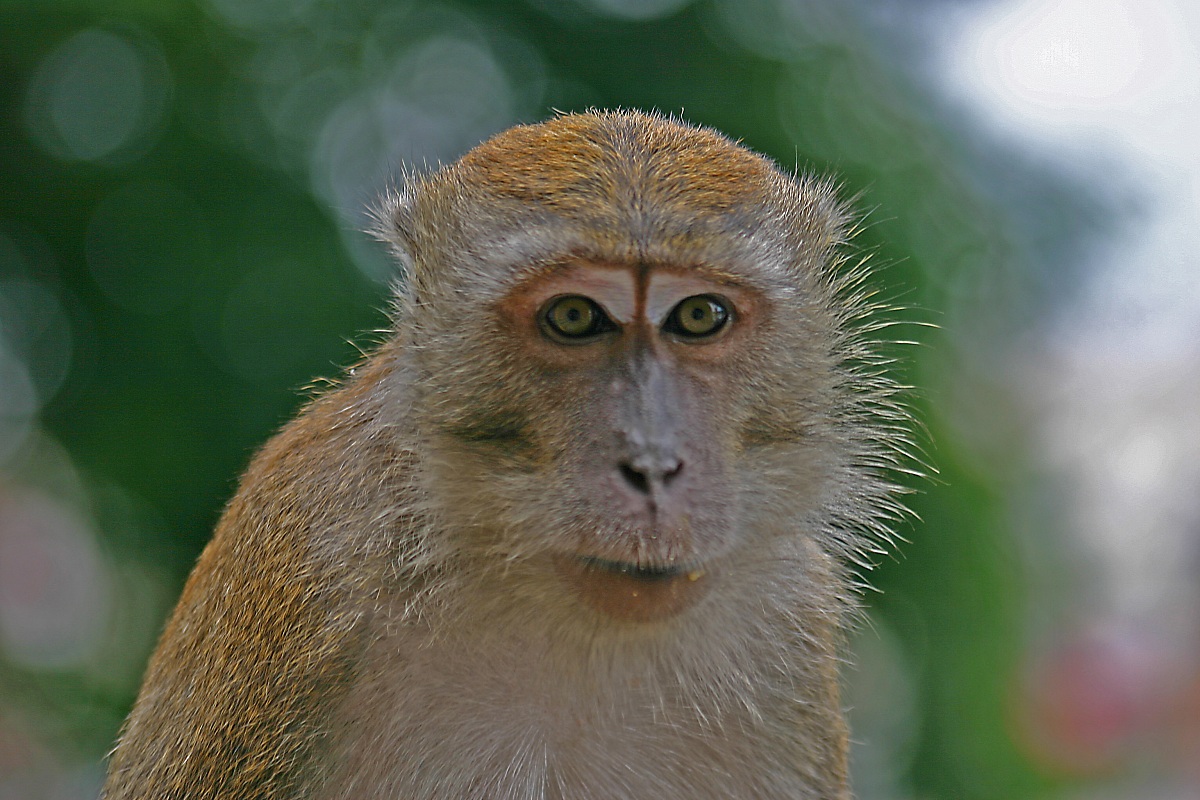 Monkey Malaysia Batu caves