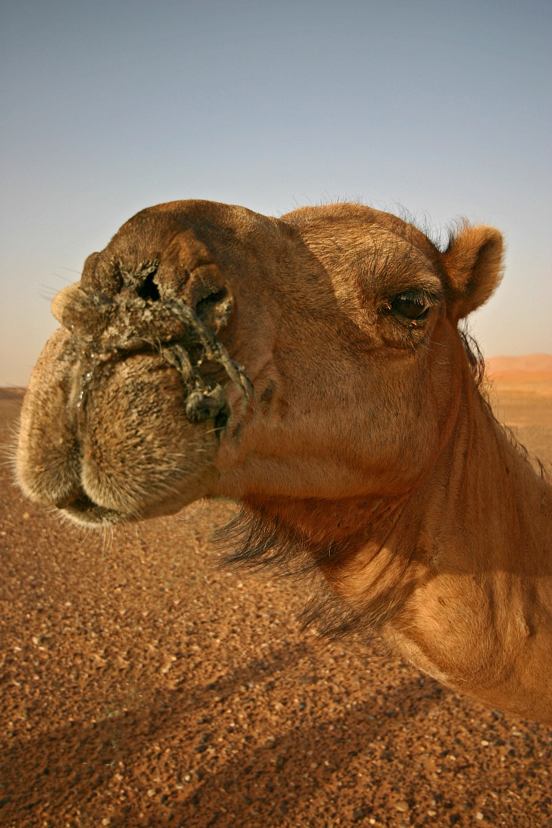 Camel - Morocco