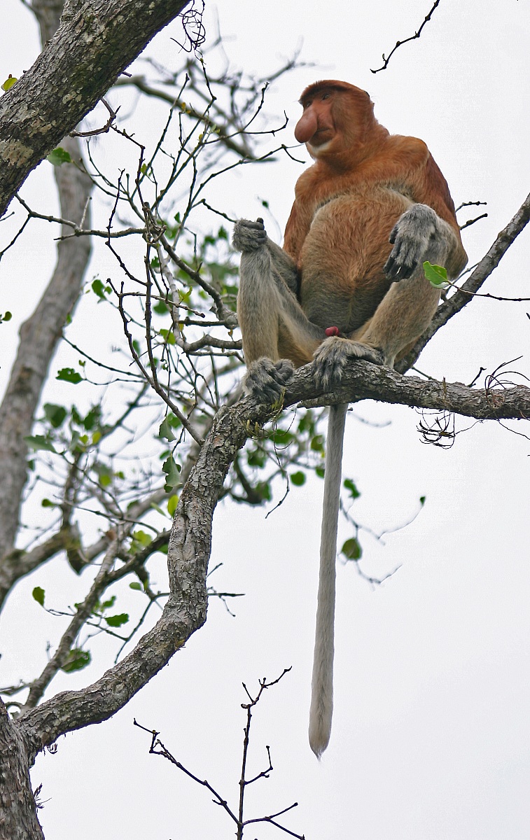 The proboscis monkey - Malaysia