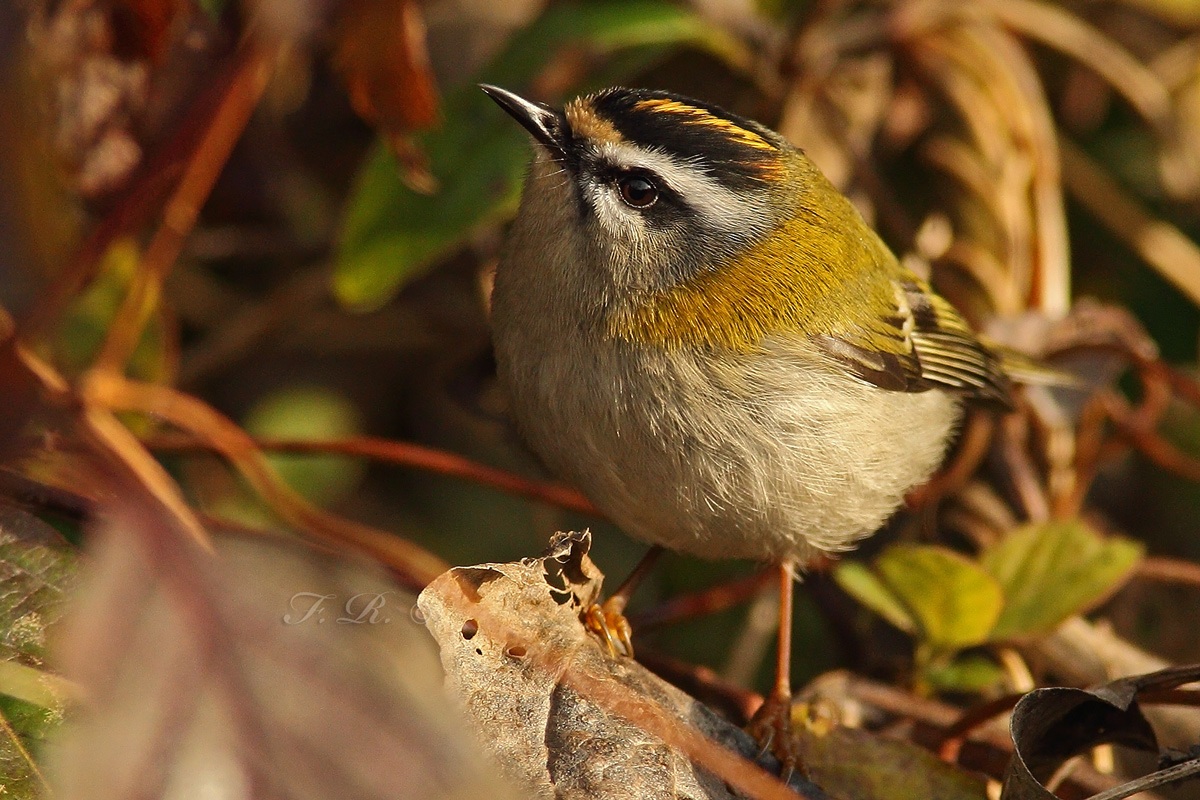 l'occhio del fiorrancino
