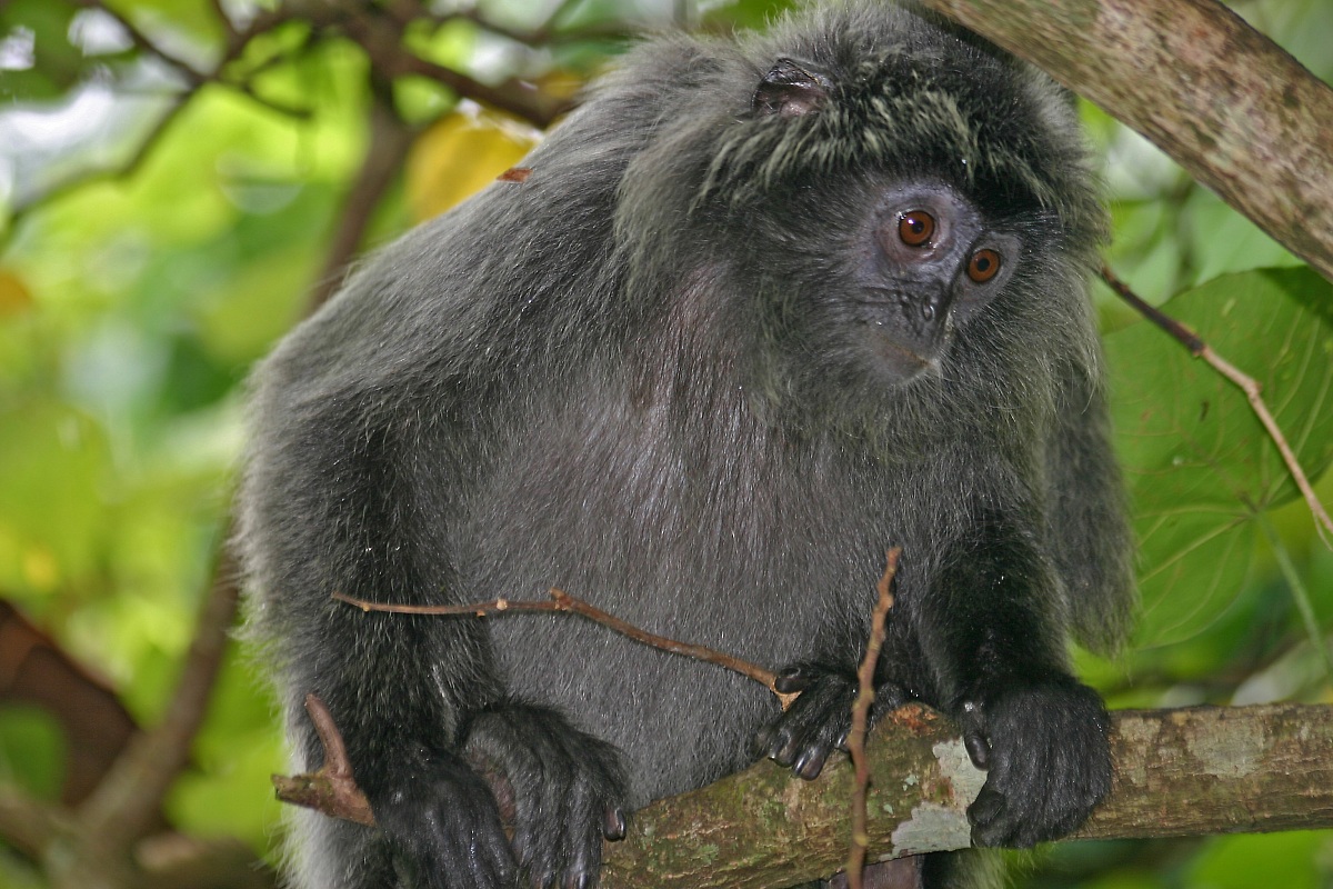 Monkey Black - Malaysia - Borneo