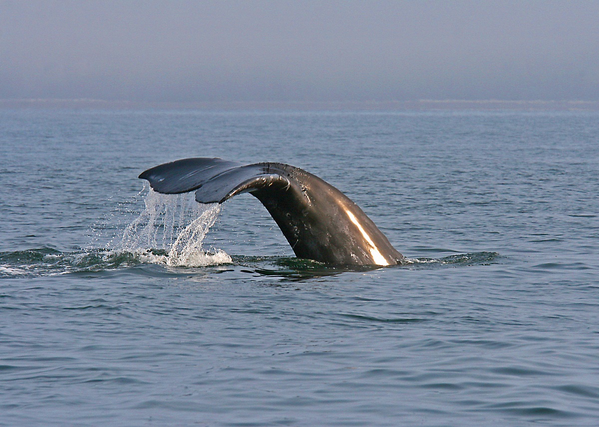 Whale tail - Vancouver Island