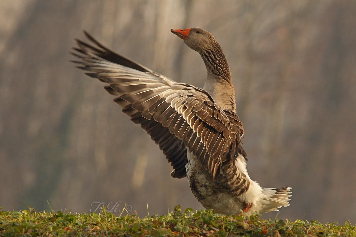 lo stretching dell'oca selvatica