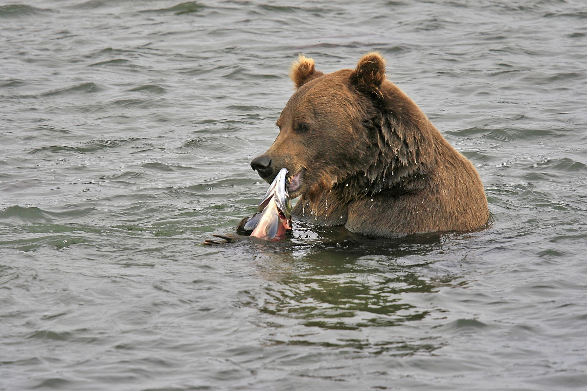 Grizzly bear - Kodiak Peninsula - Alaska