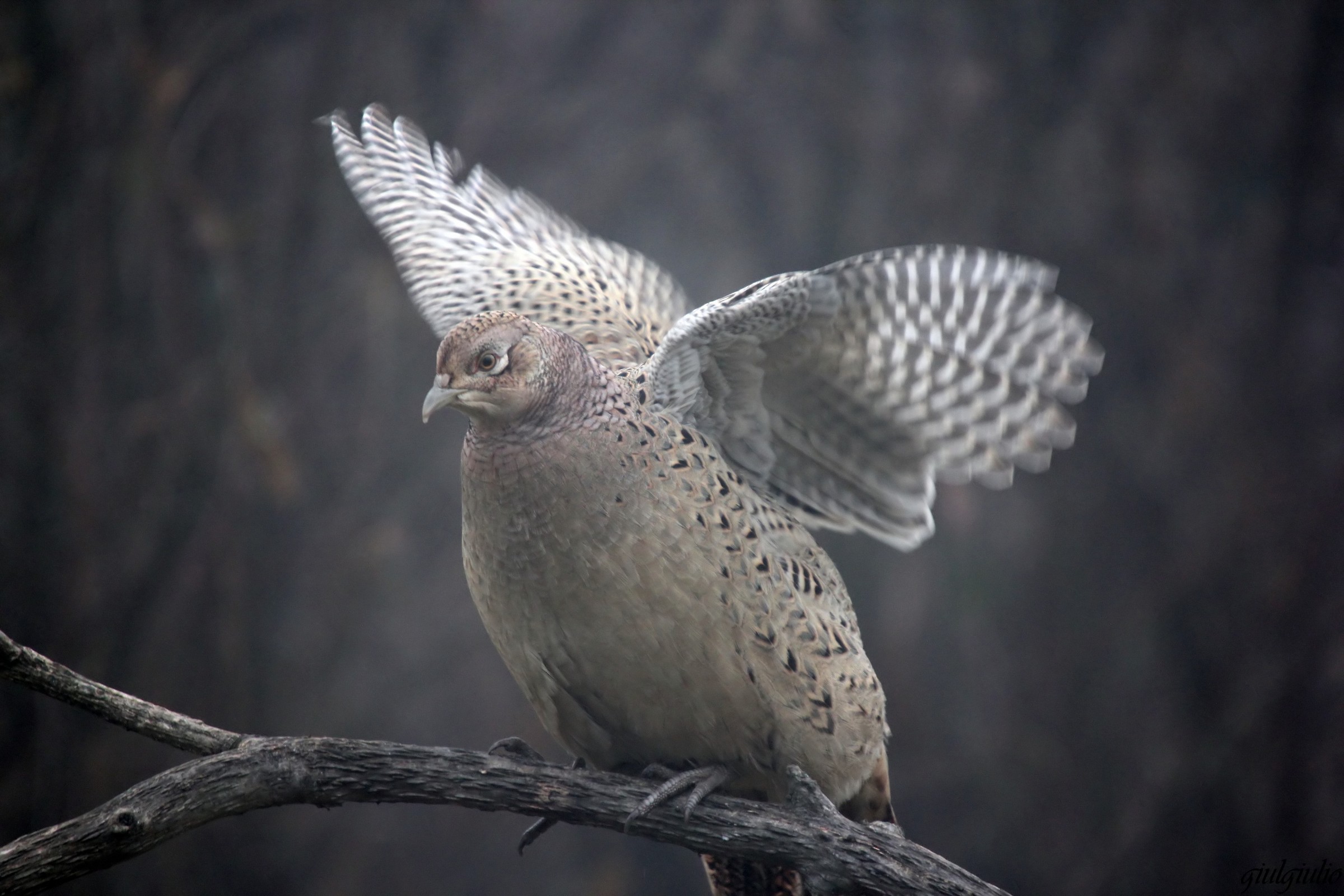 the roost of pheasant