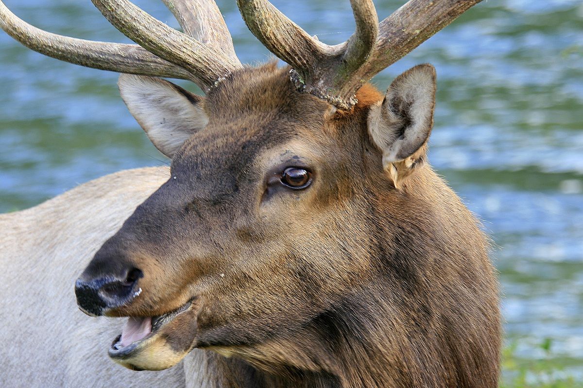 American deer - Banff National Park