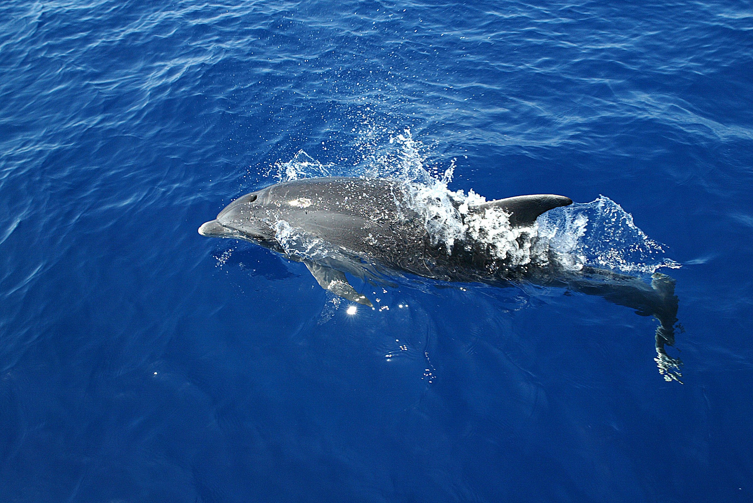 Mediterranean bottlenose dolphin