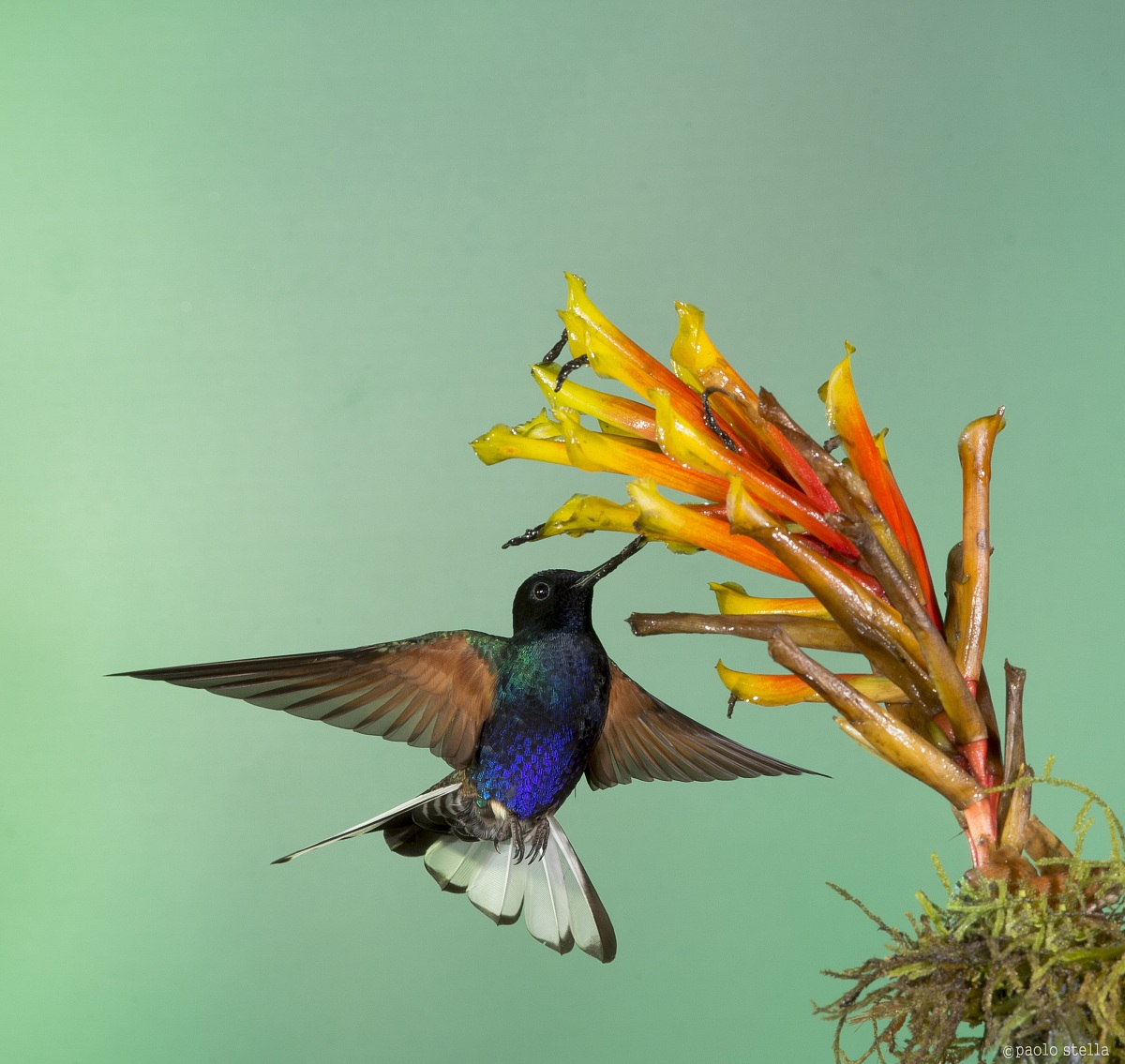 Velvet-purple Coronet