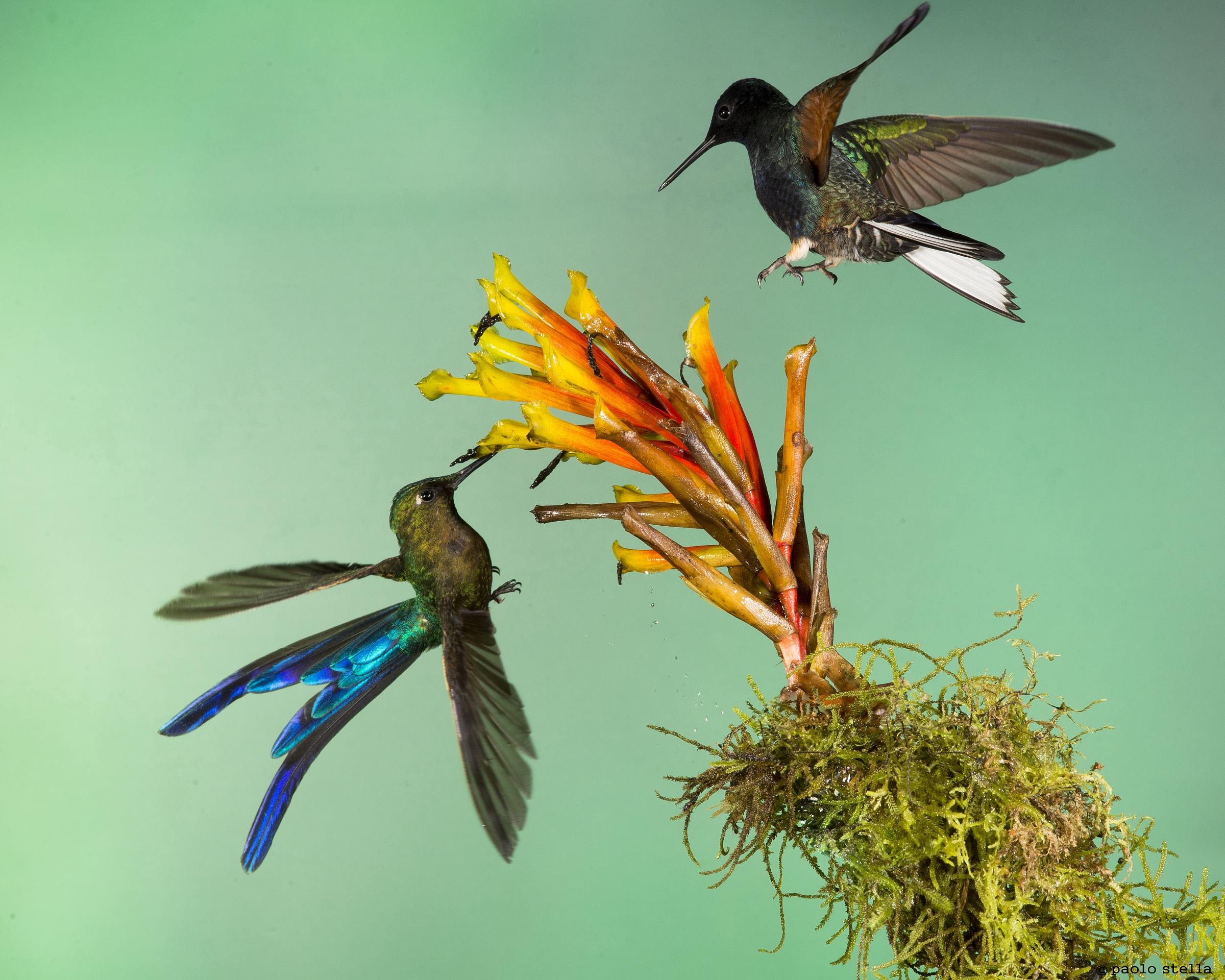 Velvet-purple Coronet