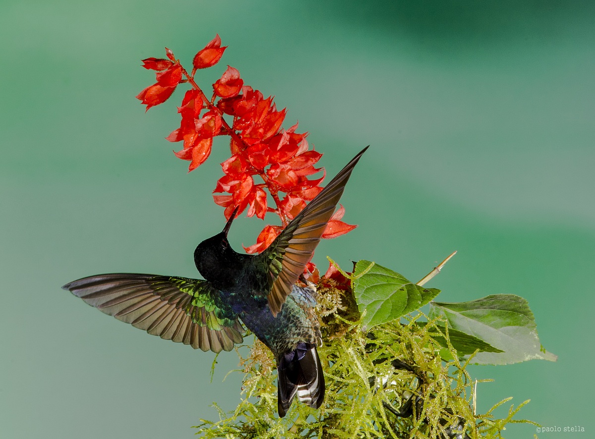 Velvet coronet on the red flower