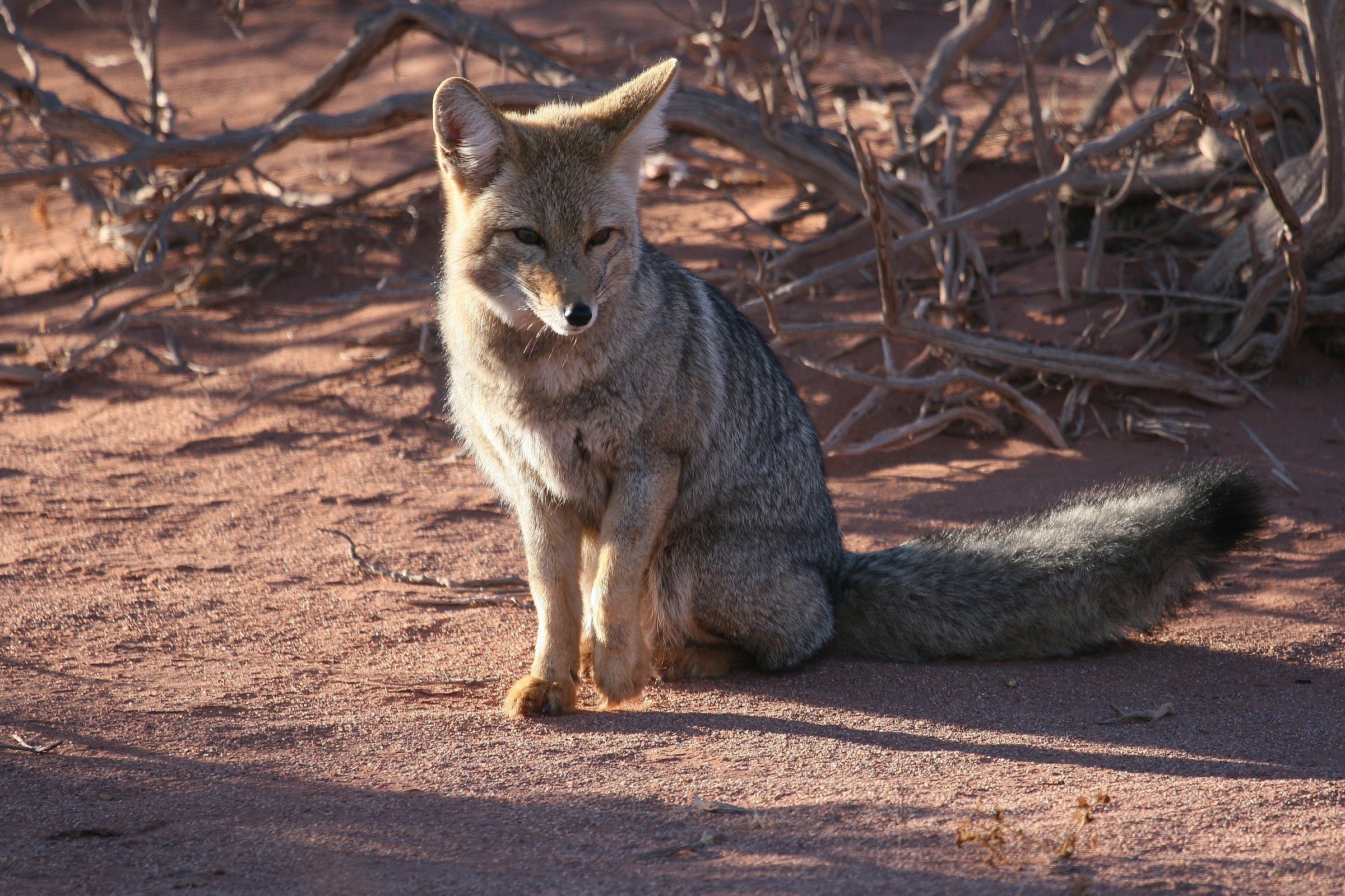 Fox Argentina - National Park Talampaya