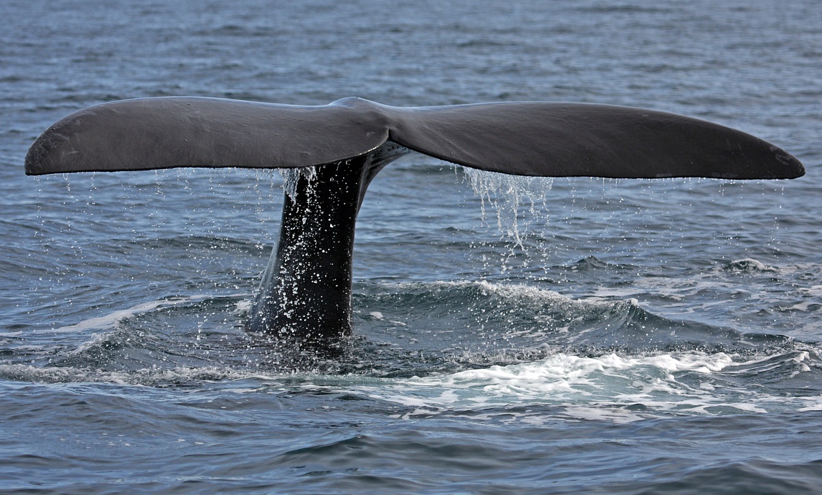 Whale tail - peninsula Valdes-Argentina