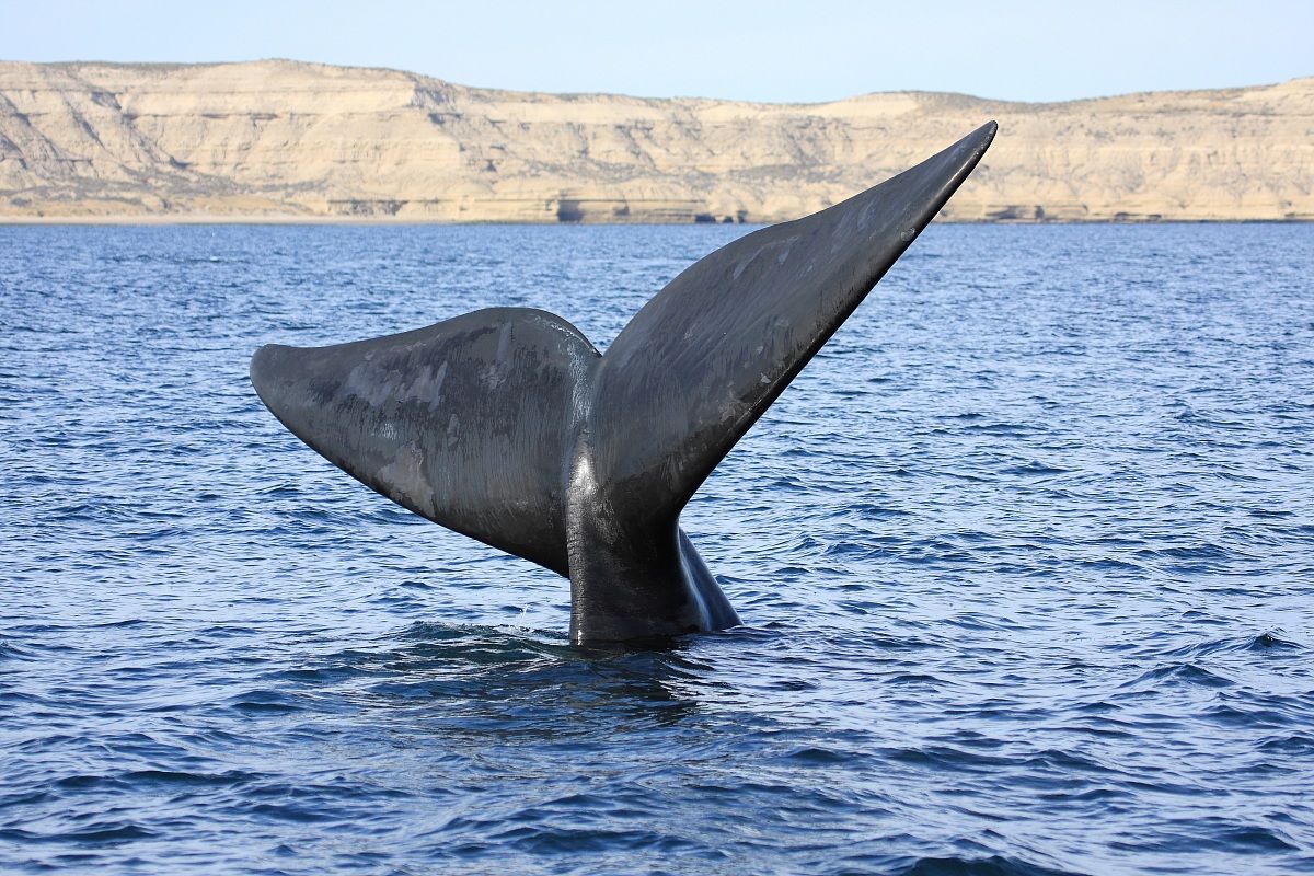 Pregnant whale - Valdes