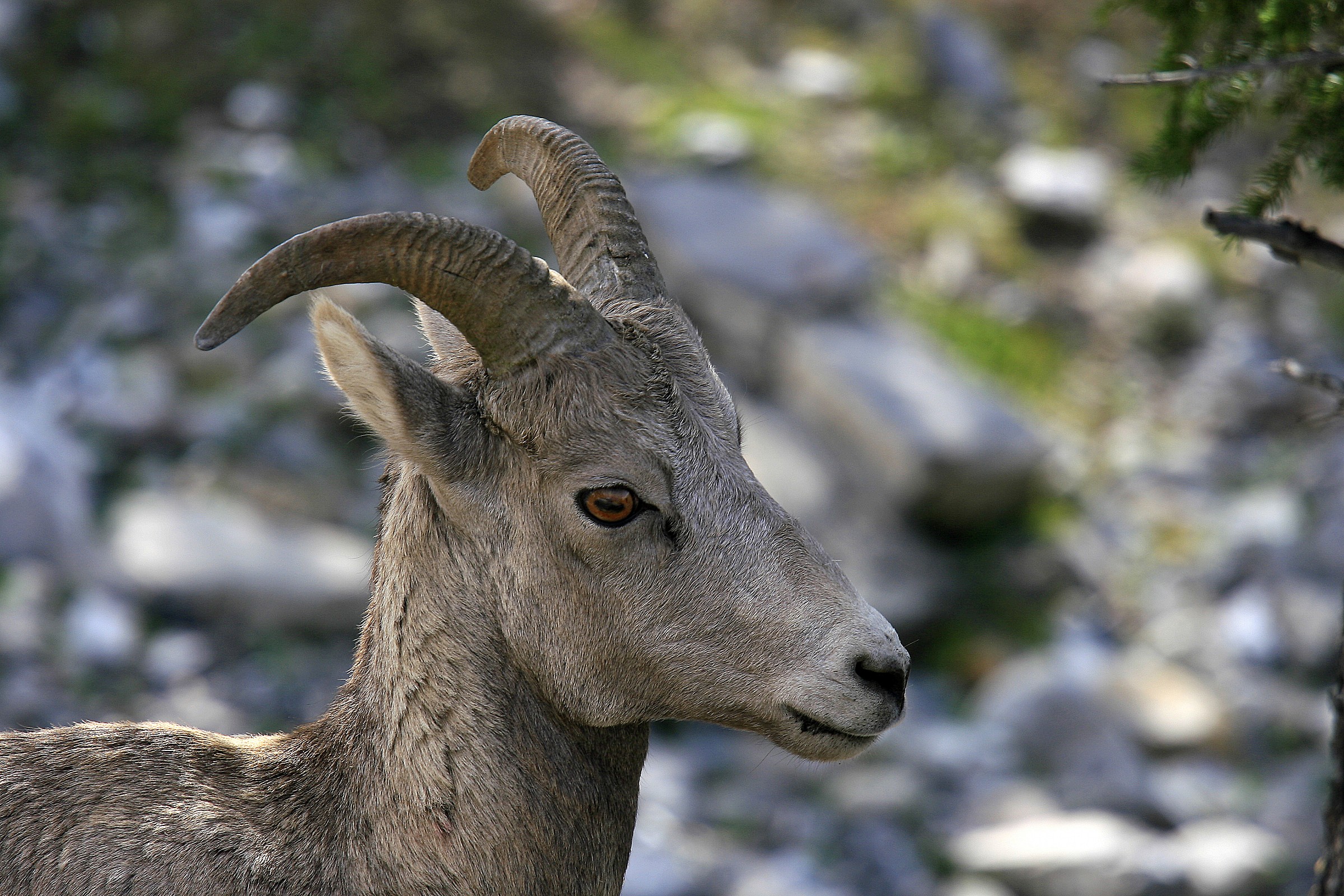 Ibex - Rocky Mountains-British Columbia