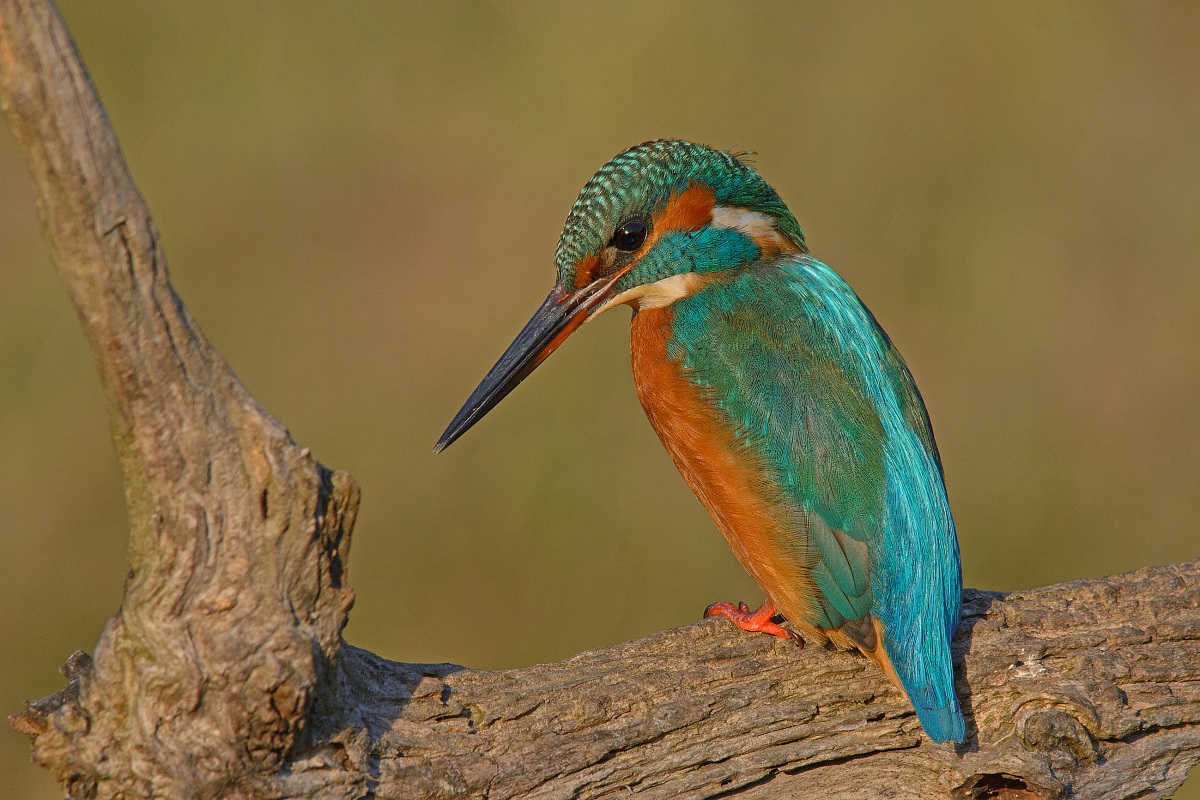 The warm colors of winter ....