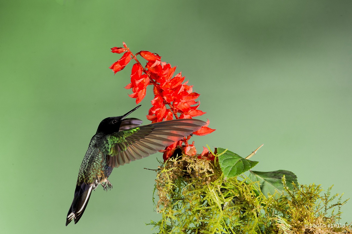 flying to the flower