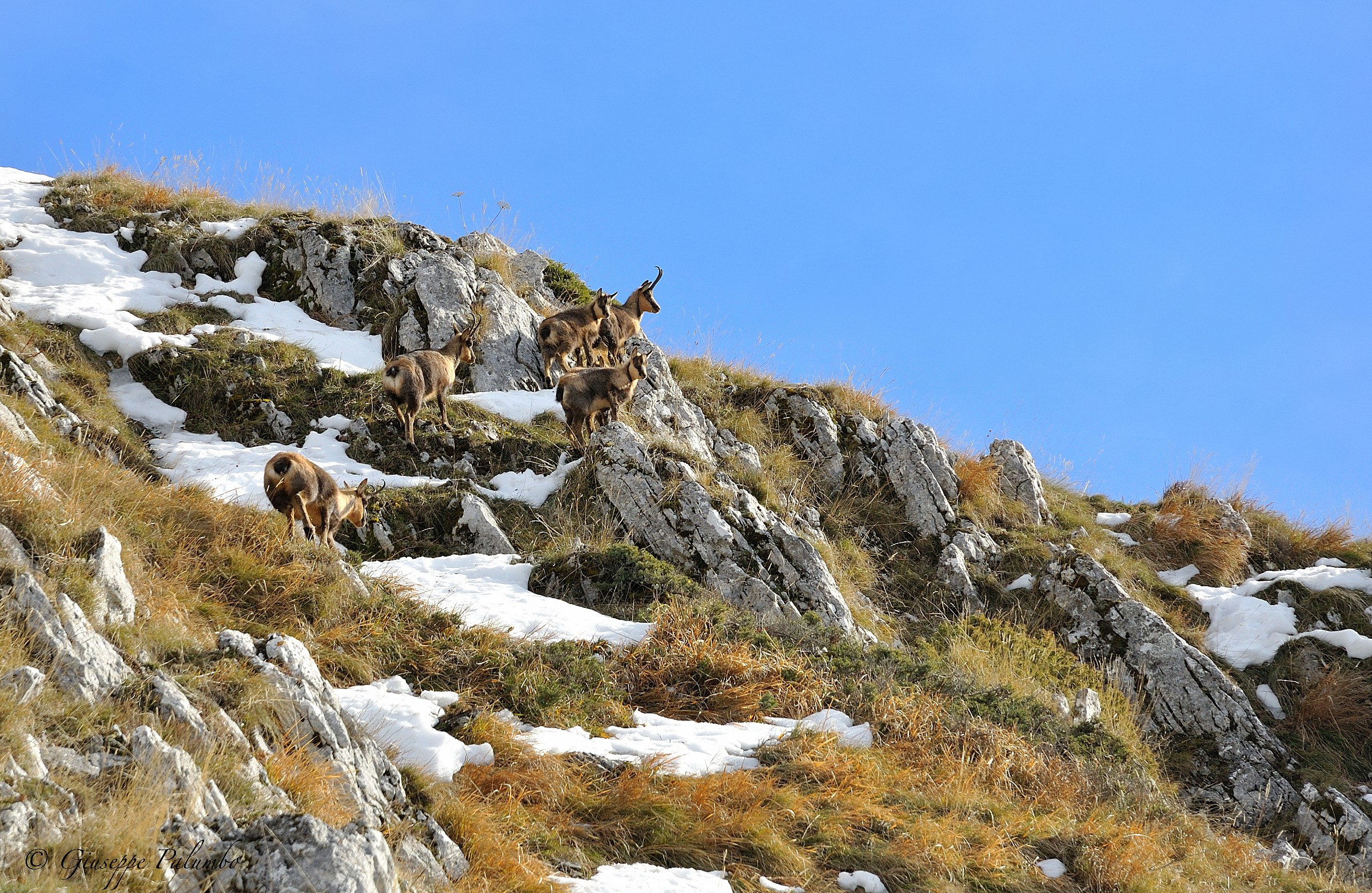 Chamois d'Abruzzo