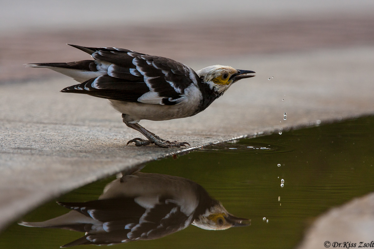 Starling Nero-collare