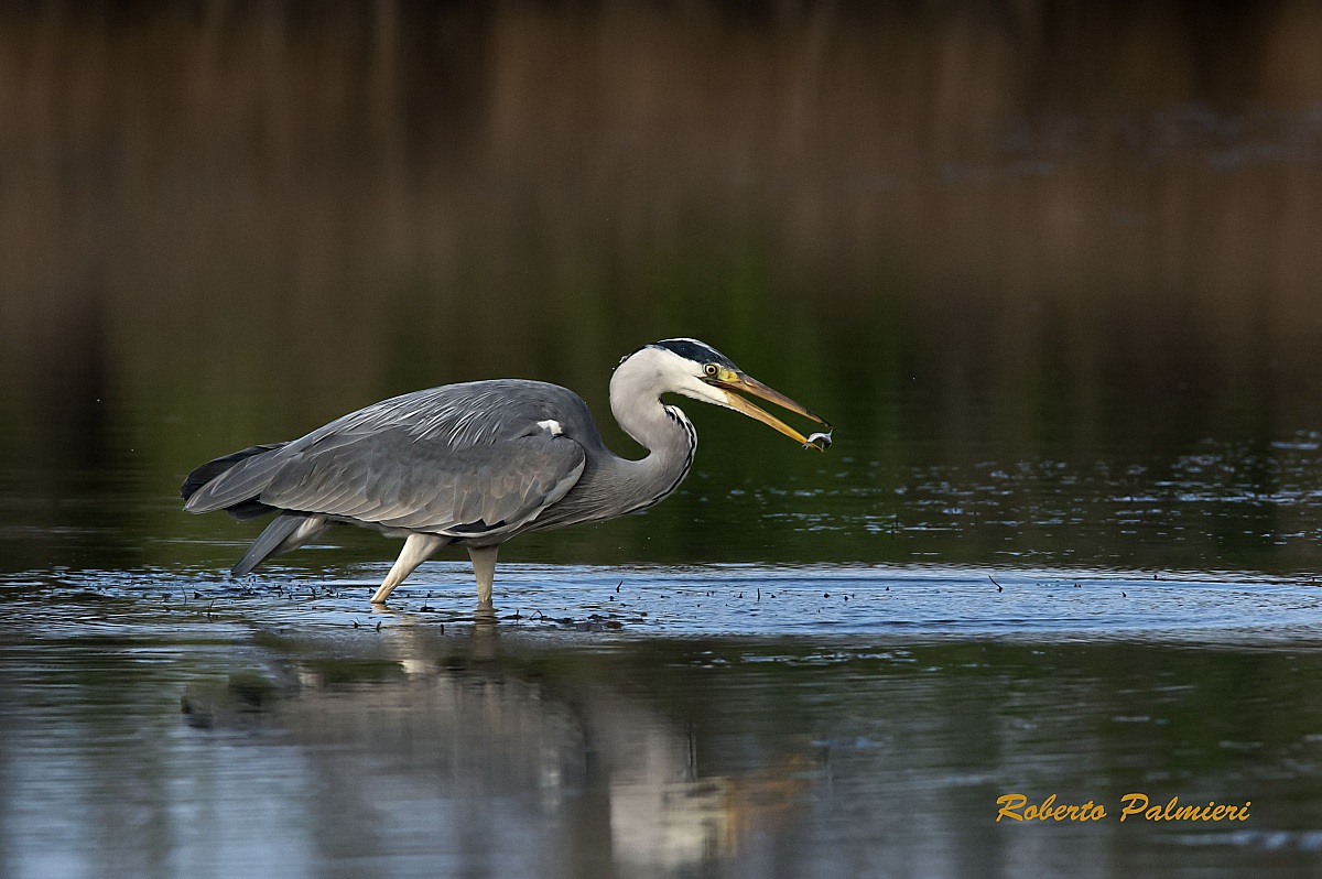 Airone Cenerino con pesciolino