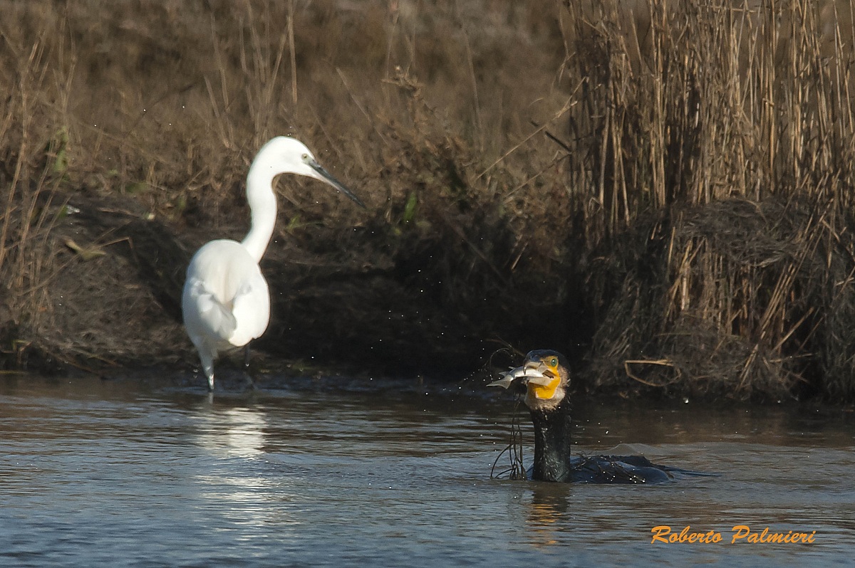 Cormorano con pesce e Airone Bianco maggiore