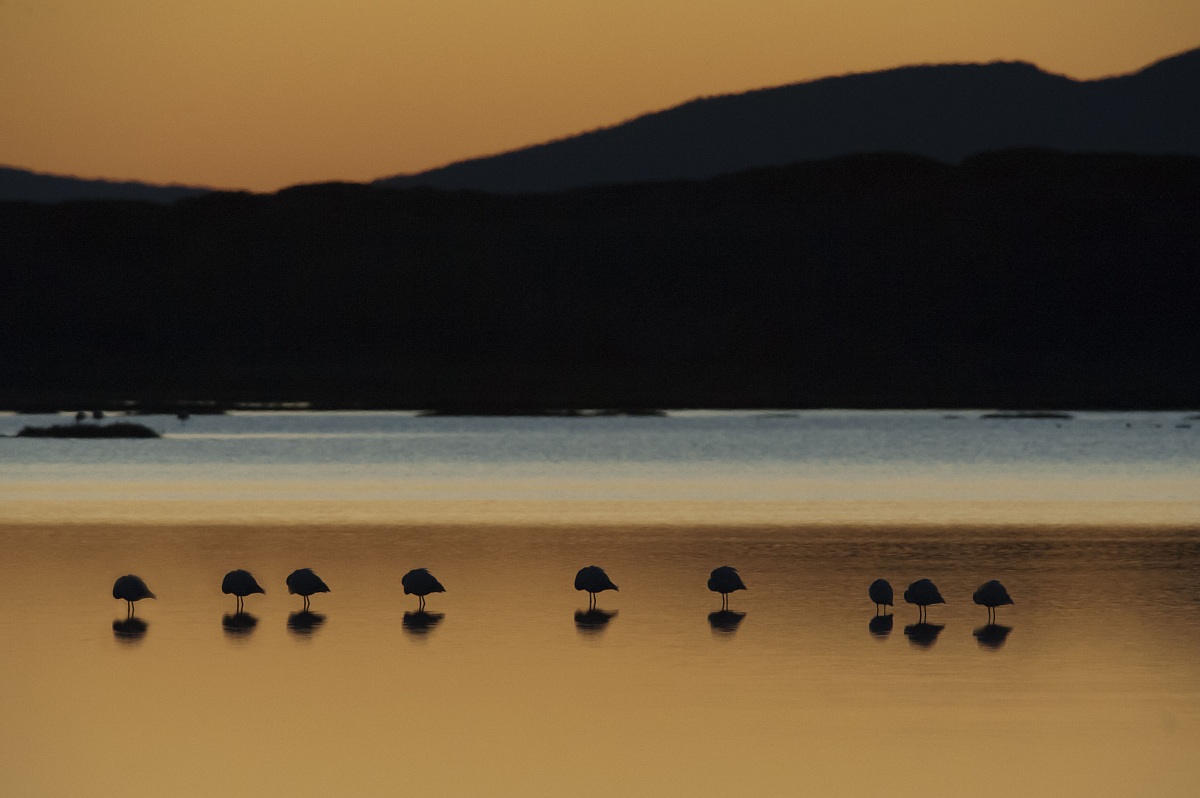 Fenicotteri rosa all'alba