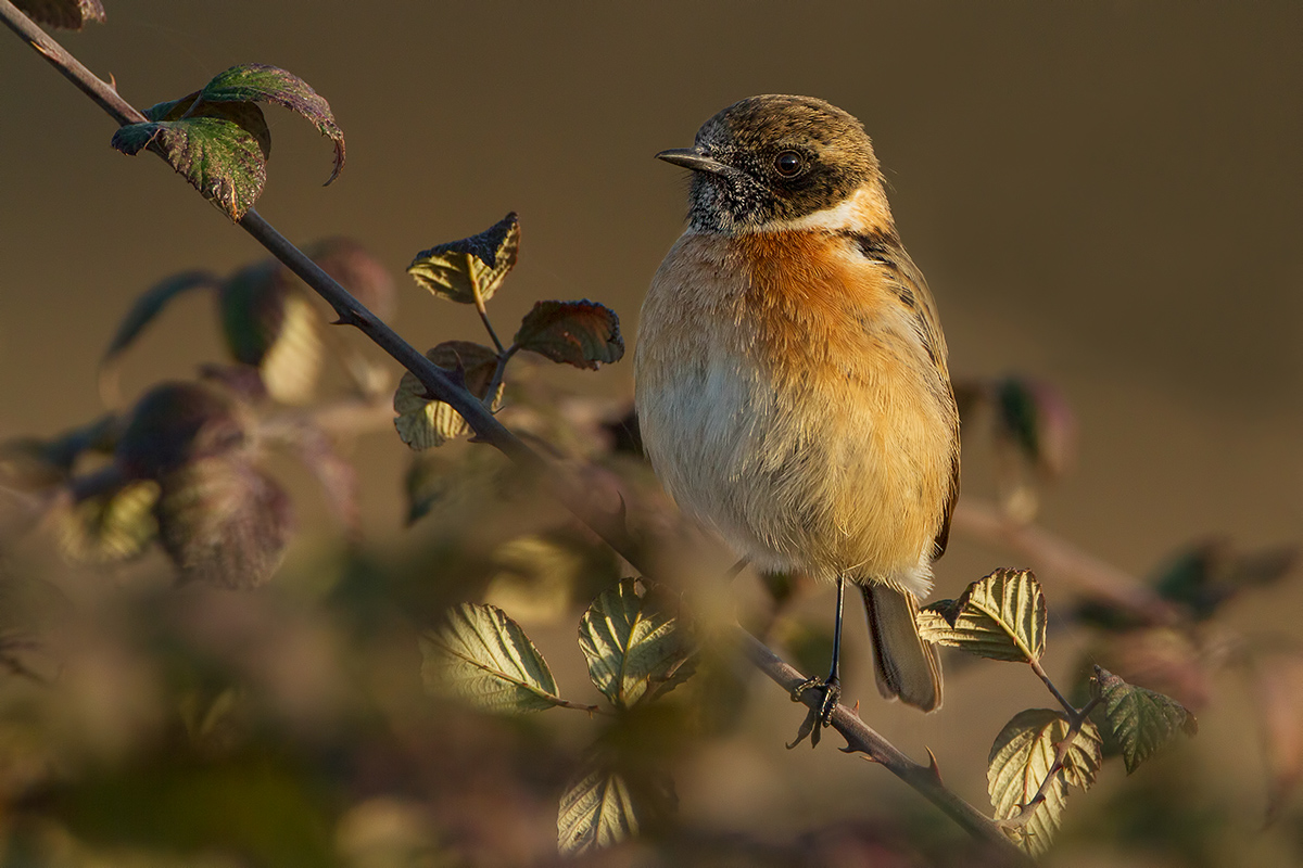 Stonechat