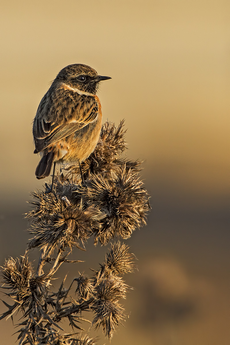 Stonechat