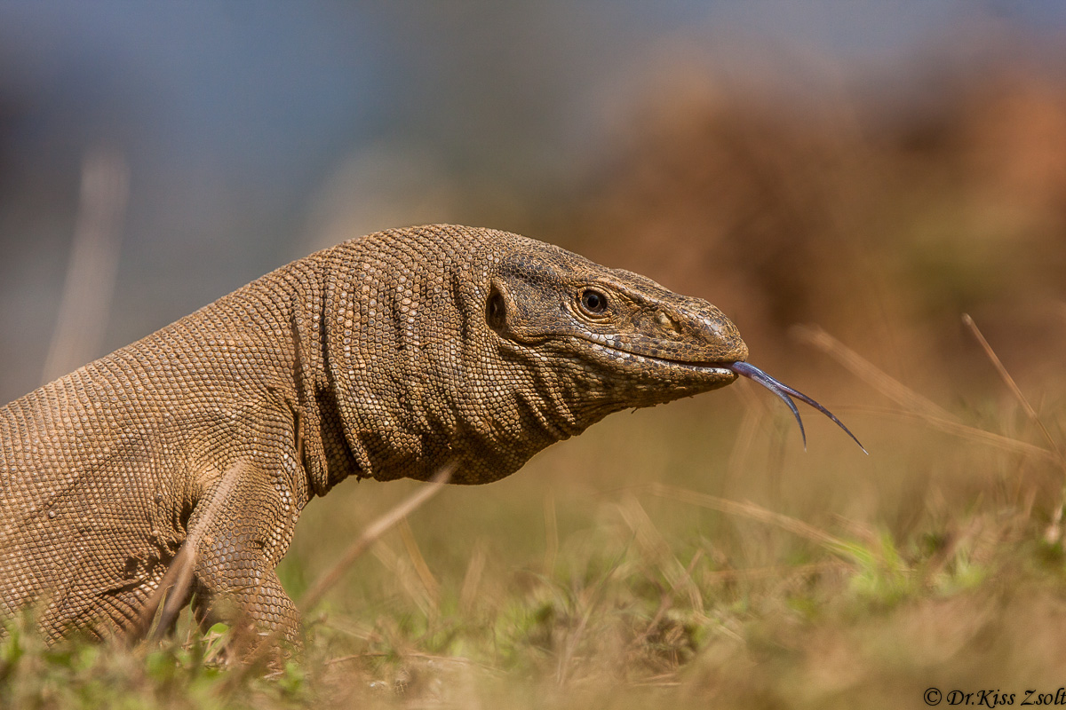 Monitor Bengal (Varanus bengalensis)