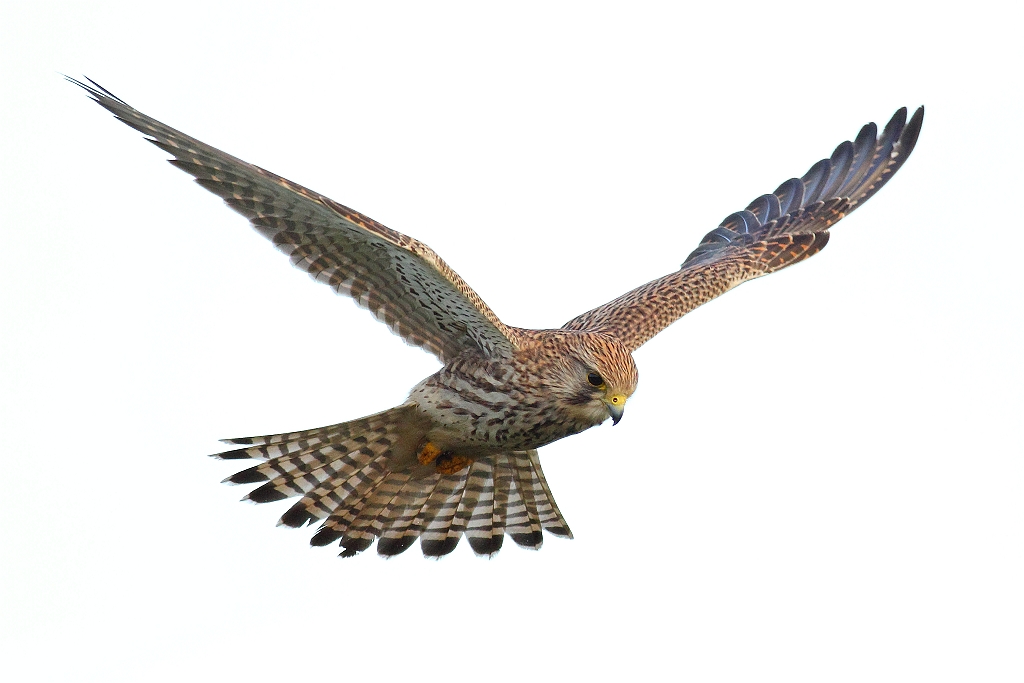 Kestrel in flight