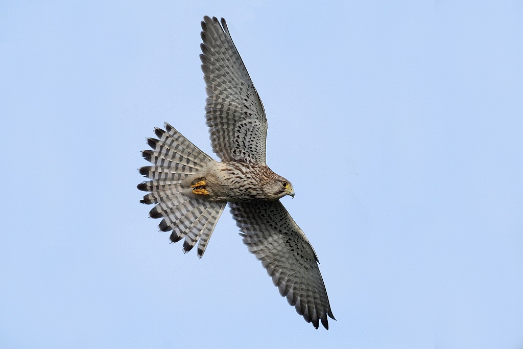 Kestrel spreads his wings