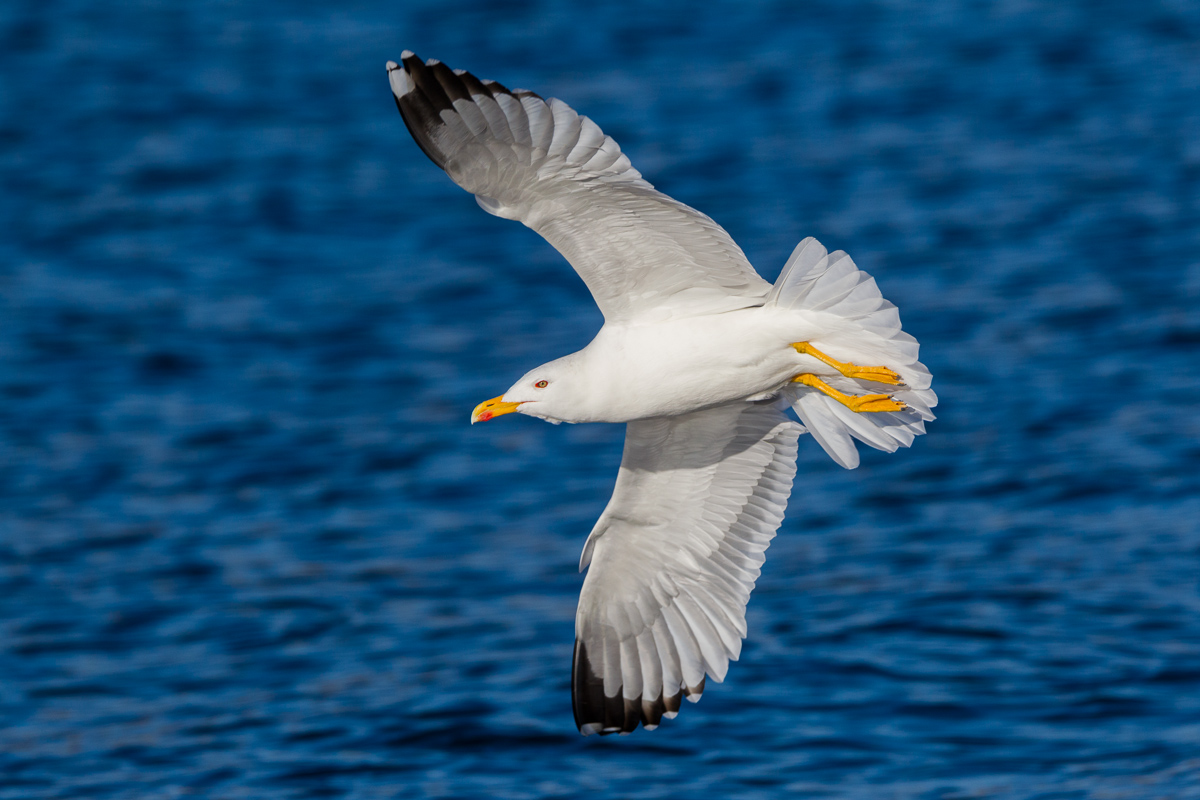 Gabbiano reale adulto...