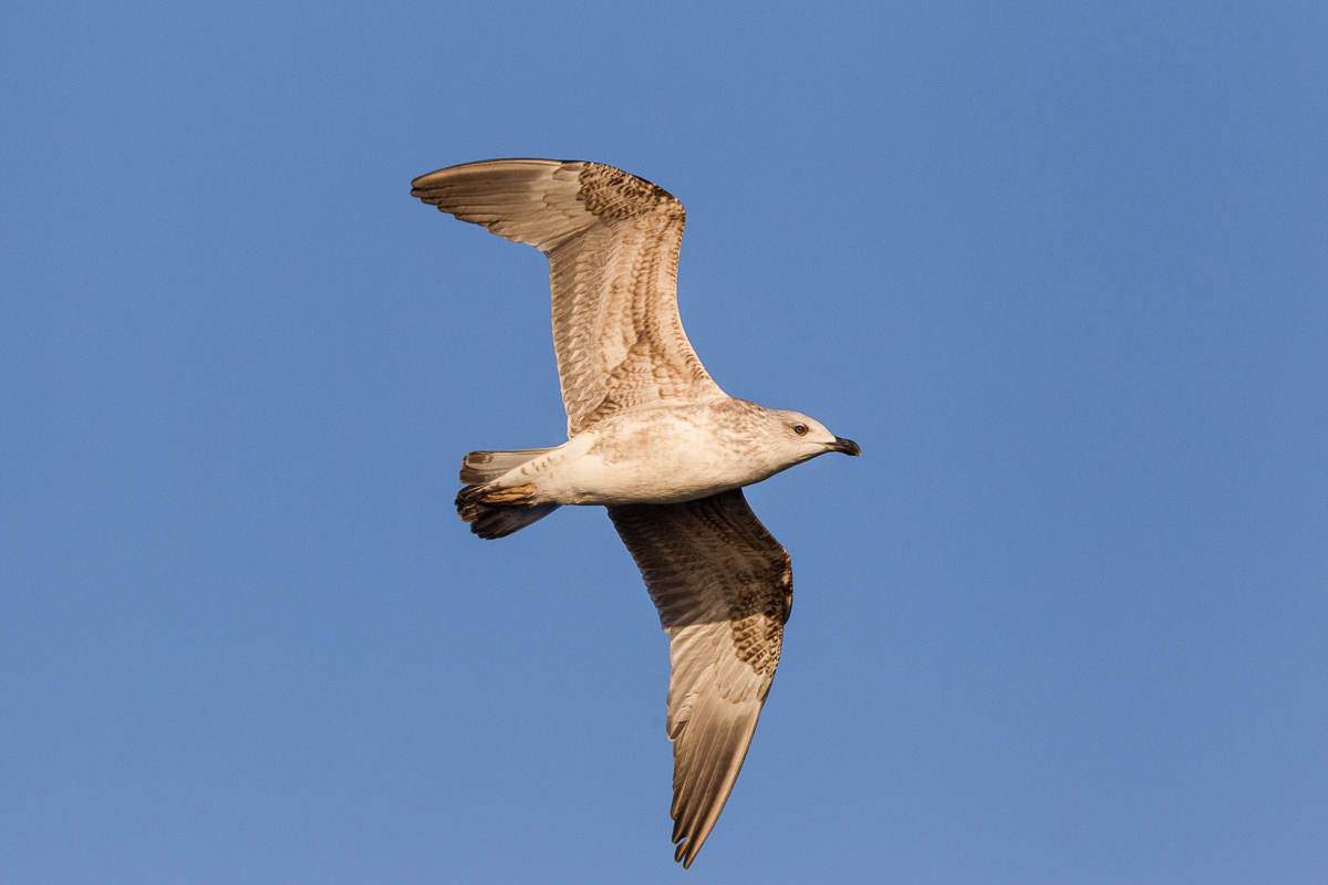 Gabbiano reale juv...