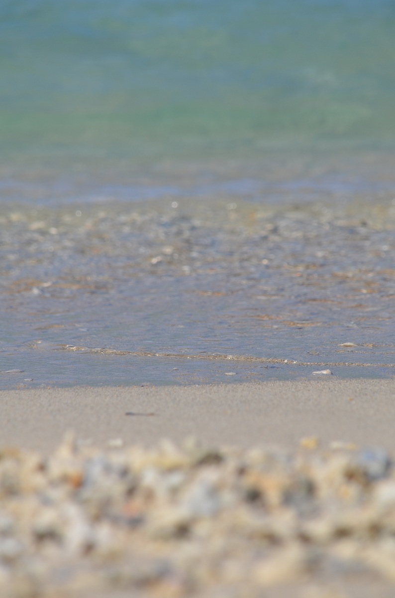 coralli sulla spiaggia