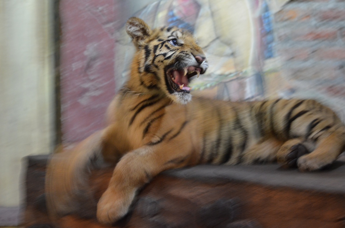 il tigrotto nervosino