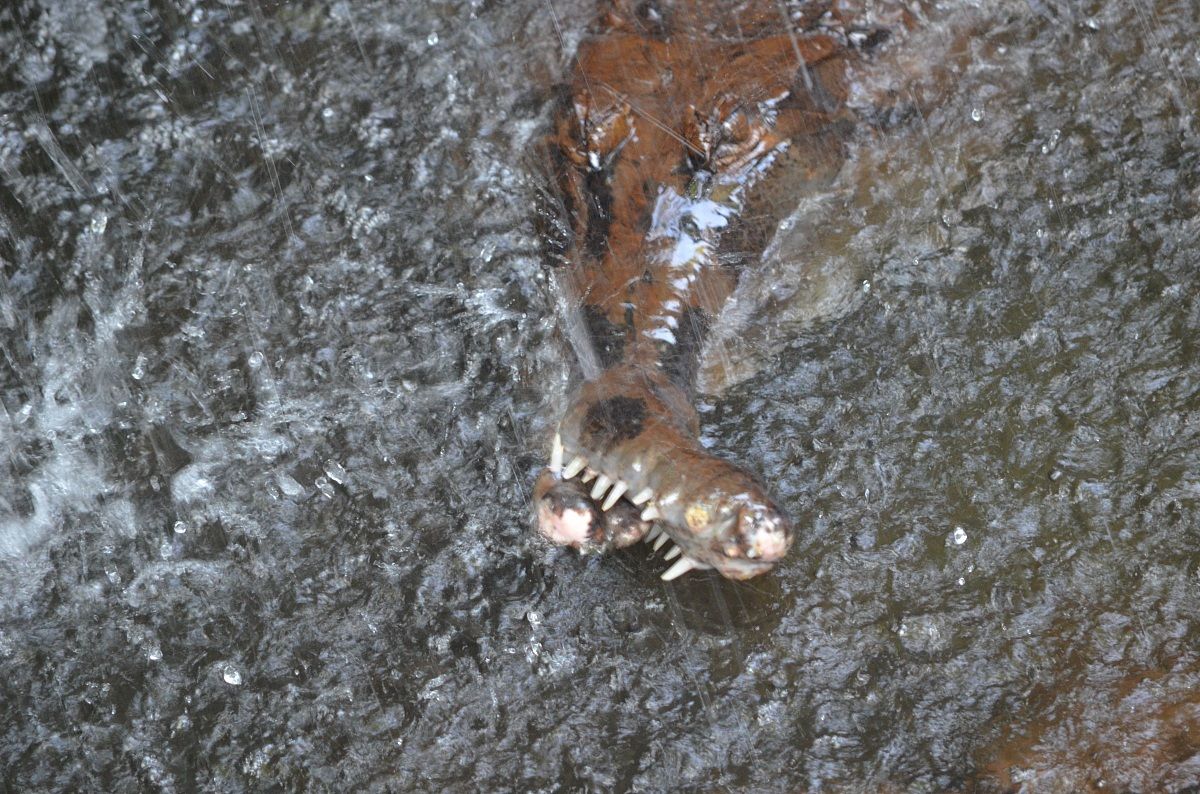 alligatore dal muso rotto