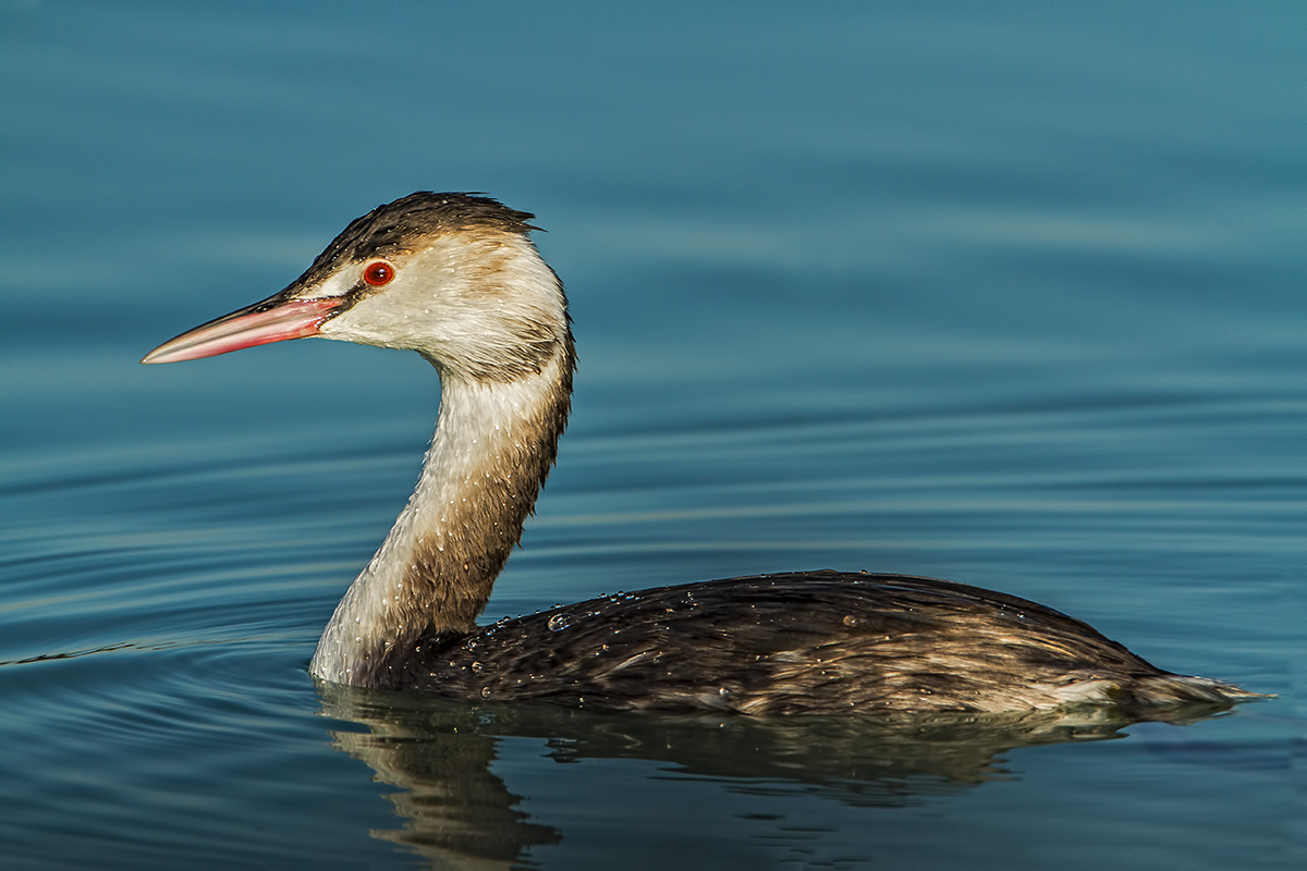 Great Crested Grebe