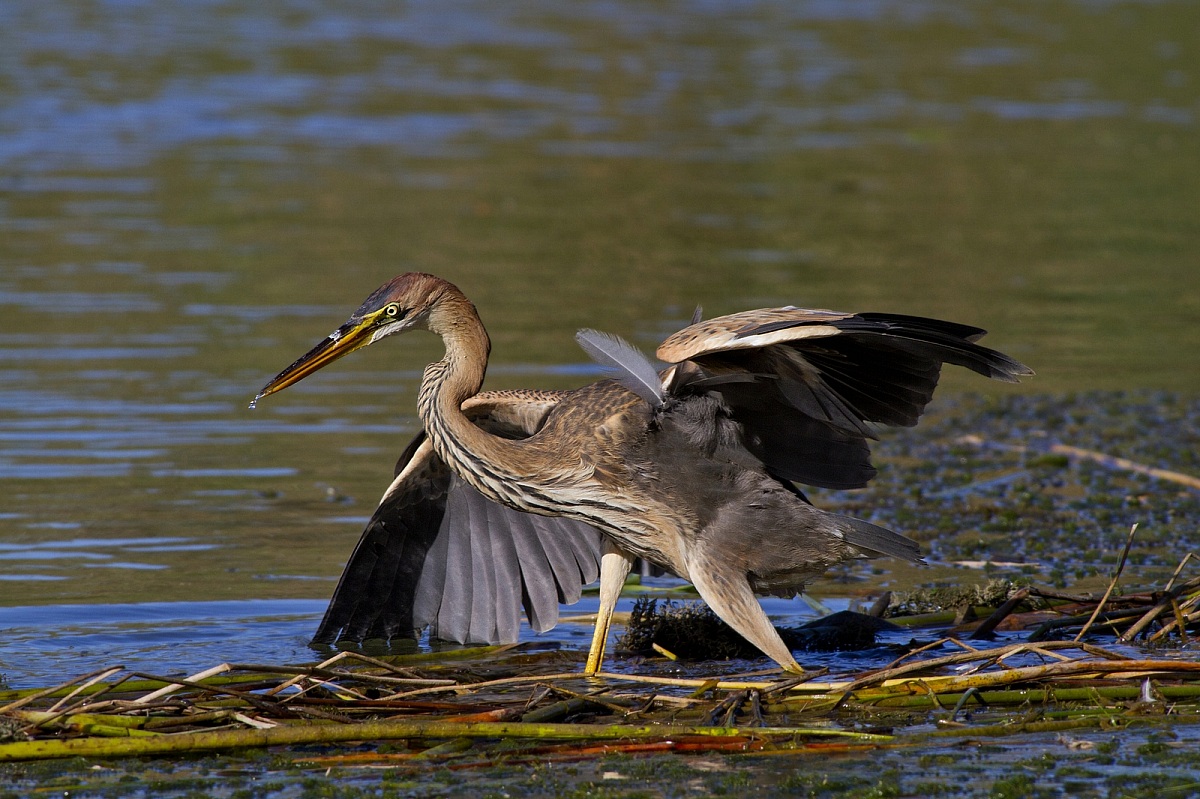 qual'è la piuma fuori posto