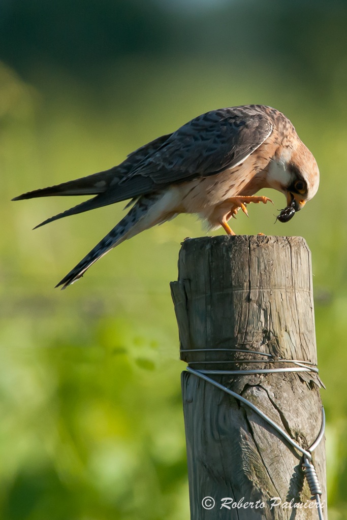 Falco cuculo femmina  con coleottero