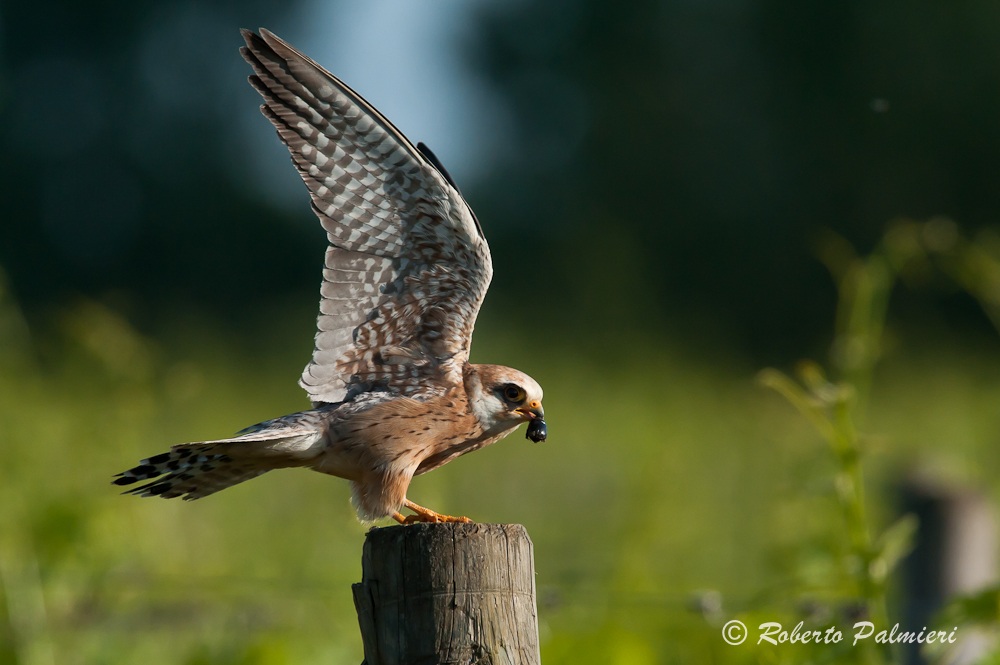 Falco cuculo femmina