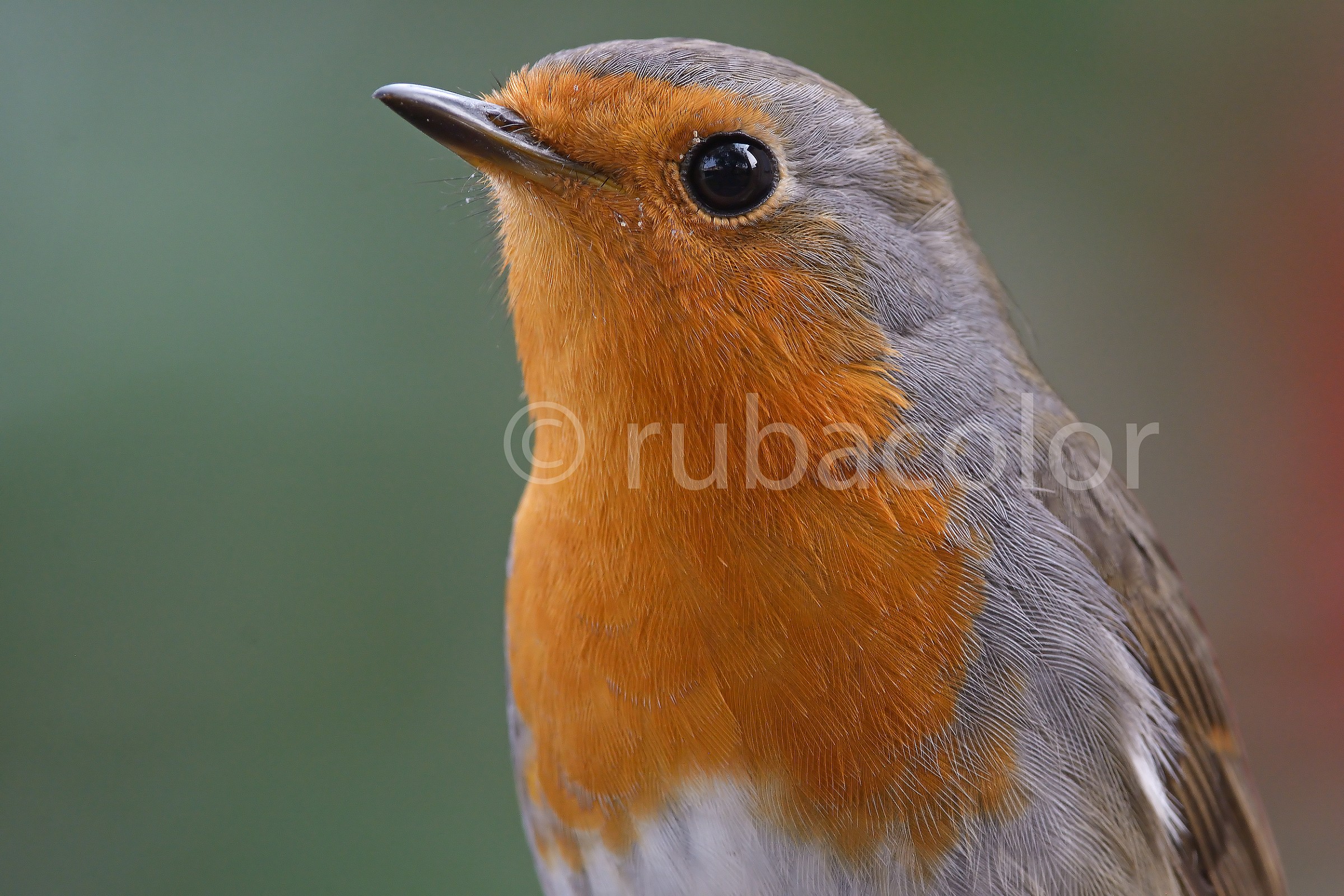 Looking mustache to Robin