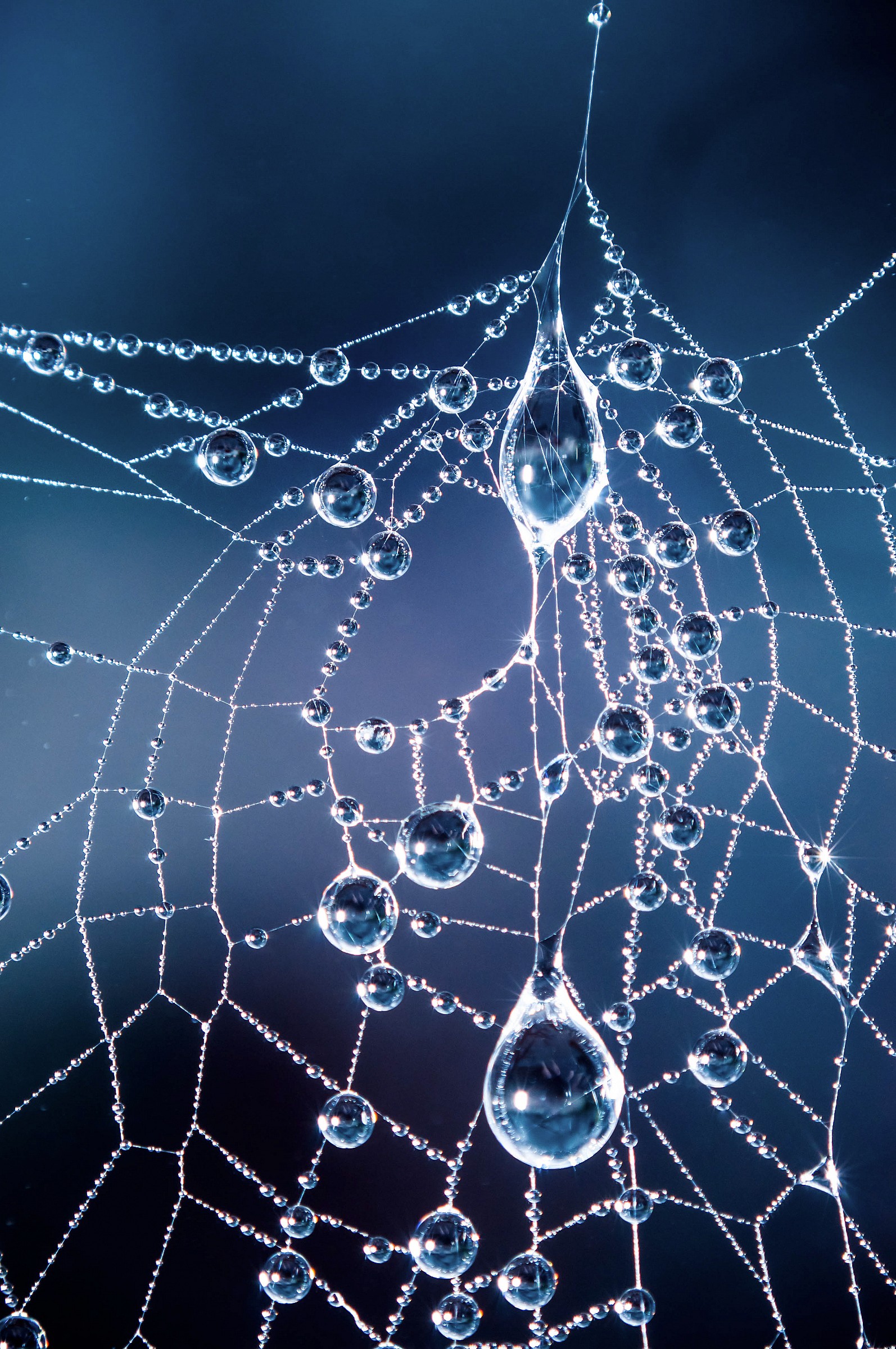 wet web