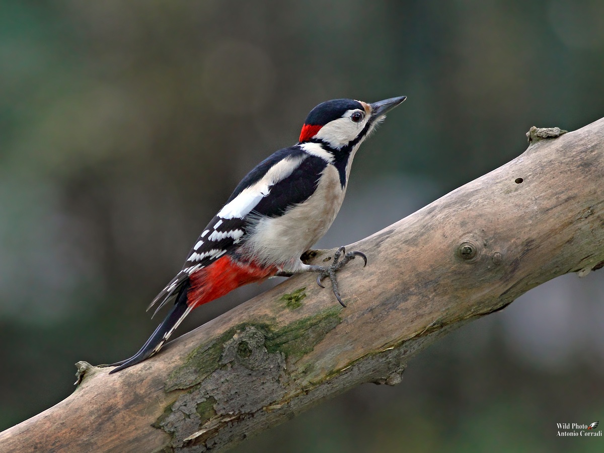 Picchio Rosso Maschio