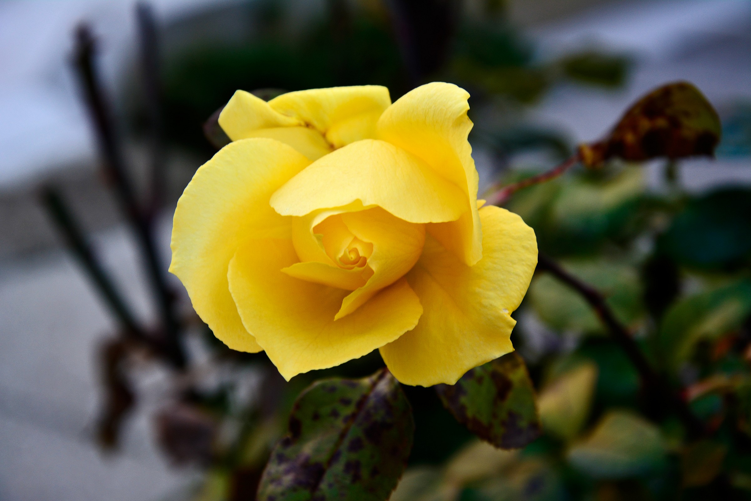 Yellow Rose 1