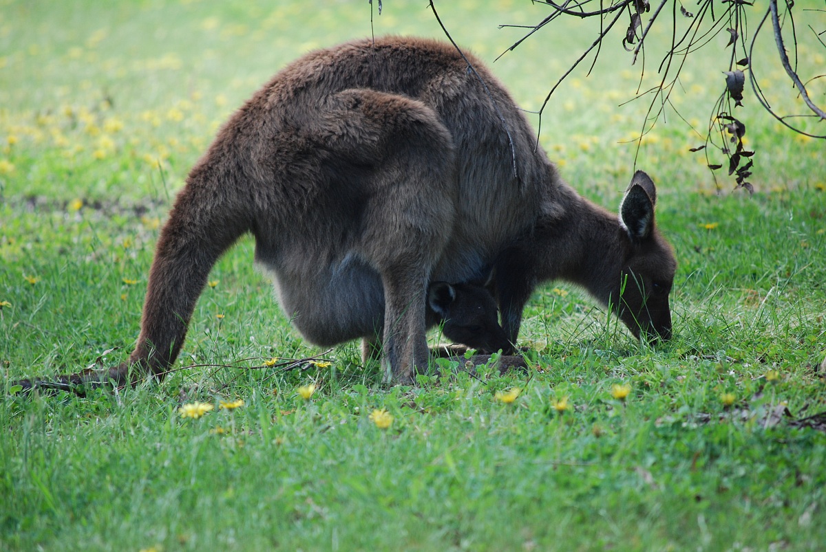 Canguro con piccolo