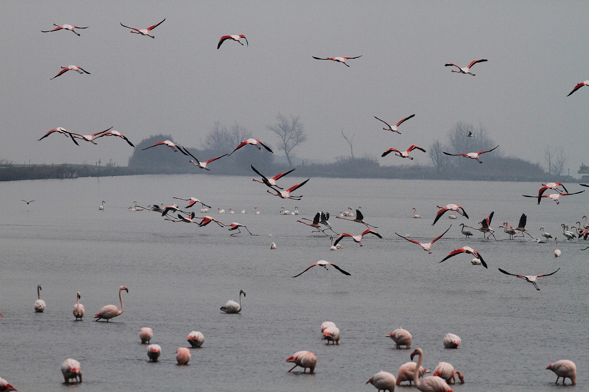 White Christmas in the Valleys of Comacchio