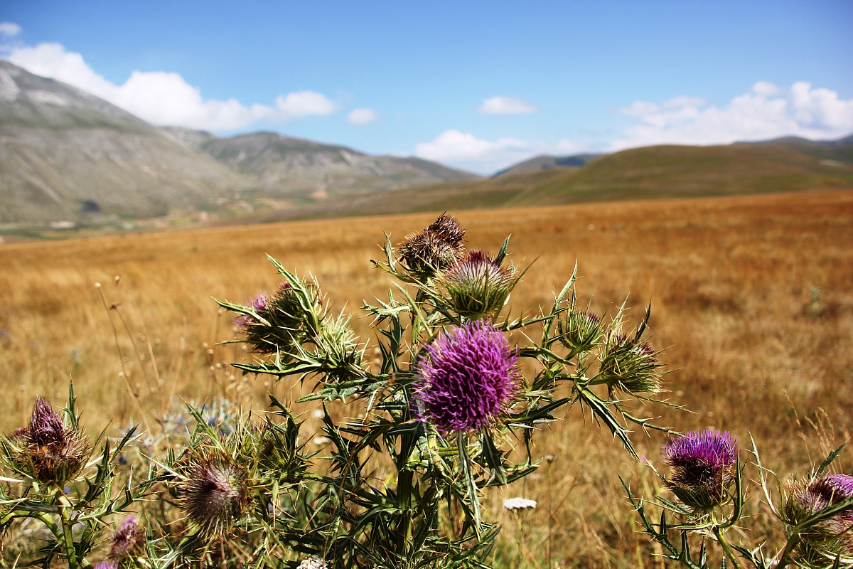 Milk Thistle, Piana di Castelluccio.