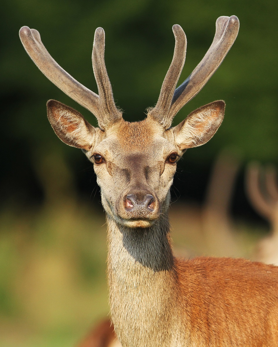 Deer in the Wood of the Mesola (fe)