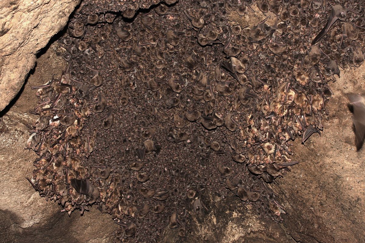 The Great Colony of Chirotteri in the Cave of Onferno