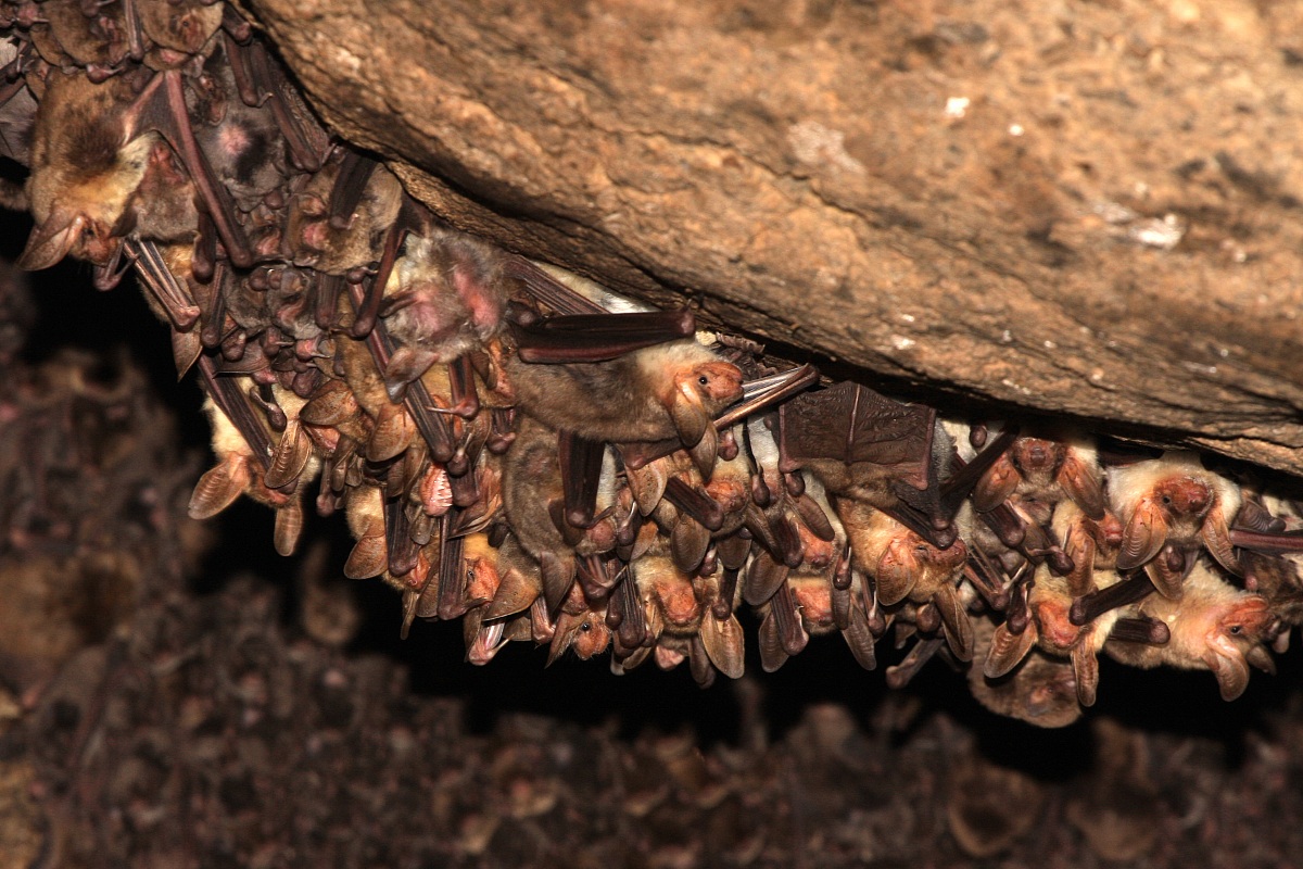 The great Myotis to Onferno